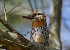 Spot Backed Puffbird