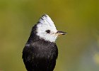 White Headed Marsh Tyrant