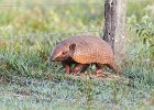 Yellow Armadillo