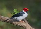 Yellow-Beaked Cardinal