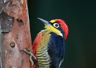 Yellow-fronted Woodpecker