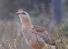 Red-legged Seriema