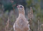 Red-legged Seriema