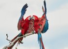 Red & Green Macaws