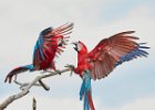 Red & Green Macaws