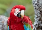 Red & Green Macaw