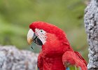 Red & Green Macaw