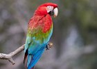 Red & Green Macaw