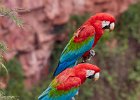 Red & Green Macaws