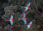 Red & Green Macaws