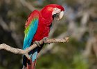 Red & Green Macaw