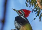 Lineated Woodpecker