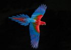 Red & Green Macaw