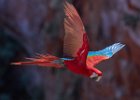 Red & Green Macaw