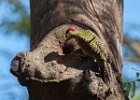 Green-barred Woodpecker