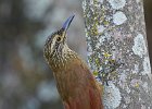 Streak-headed Woodcreeper