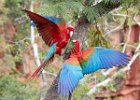 Red & Green Macaws