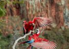 Red & Green Macaws