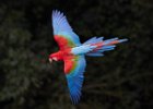 Red & Green Macaw