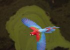 Red & Green Macaw