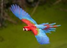 Red & Green Macaw