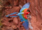 Red & Green Macaw