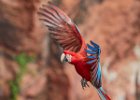 Red & Green Macaw