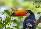 Toco Toucan