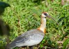 Buff-necked Ibis