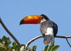 Toco Toucan