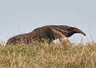 Giant Anteater