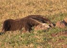 Giant Anteater