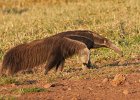 Giant Anteater