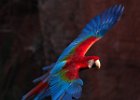 Red & Green Macaw