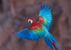 Red & Green Macaw