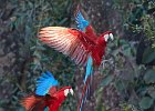 Red & Green Macaws