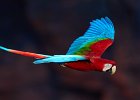 Red & Green Macaw