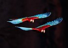 Red & Green Macaws