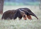 Giant Anteater