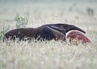 Giant Anteater