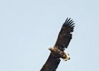 White-tailed Sea Eagle