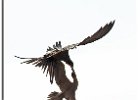 Frigatebird mugging booby