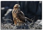 Galapagos Hawk (Juv)