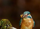 Kingfisher (f)