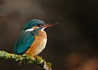Kingfisher (f)