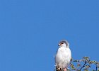 Pygmy Falcon