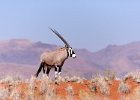 Oryx