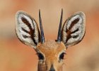 Steenbok