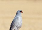 Southern Pale Chanting Goshawk