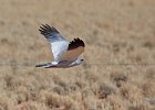 Southern Pale Chanting Goshawk